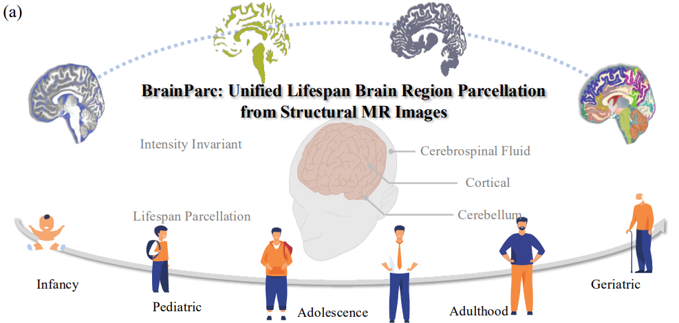 BrainParc: Unified Lifespan Brain Parcellation from Structural MR Images